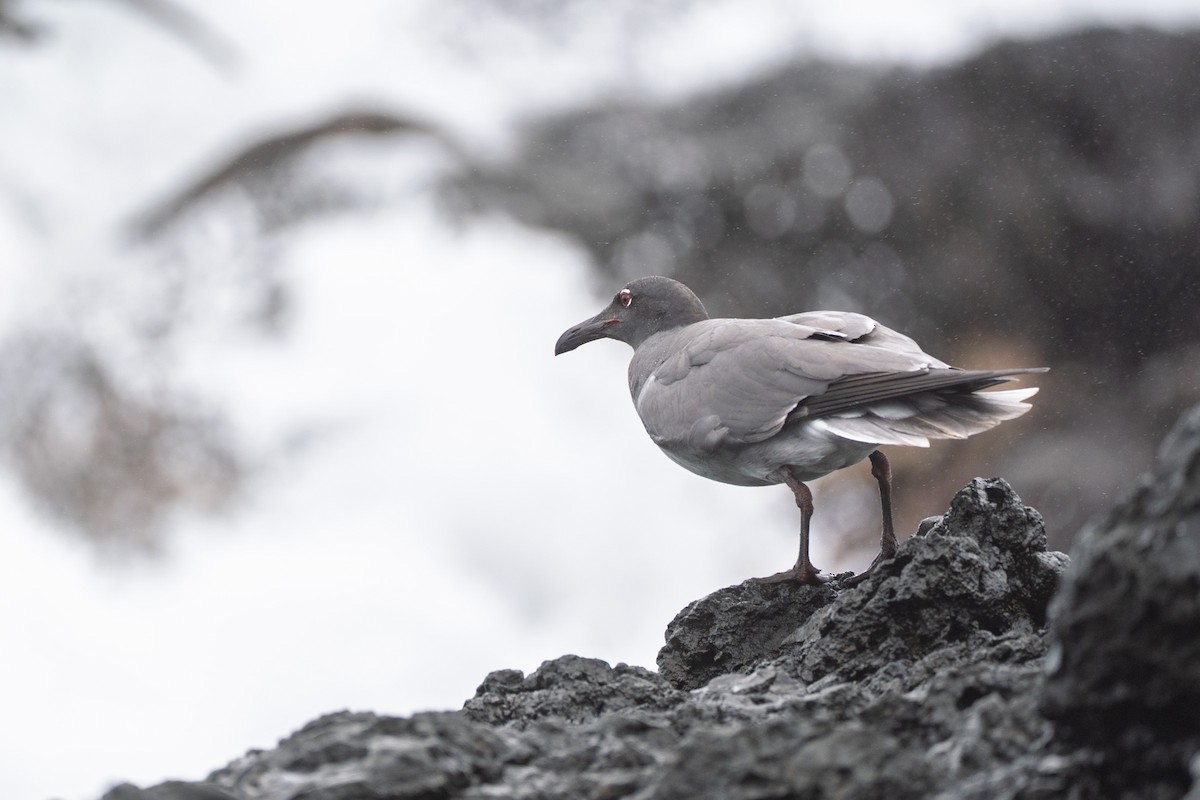 Lava Gull - ML641507352