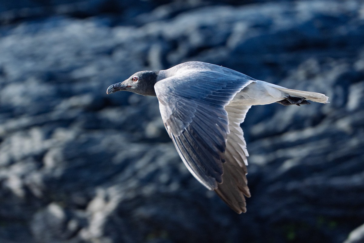 Lava Gull - ML641507353