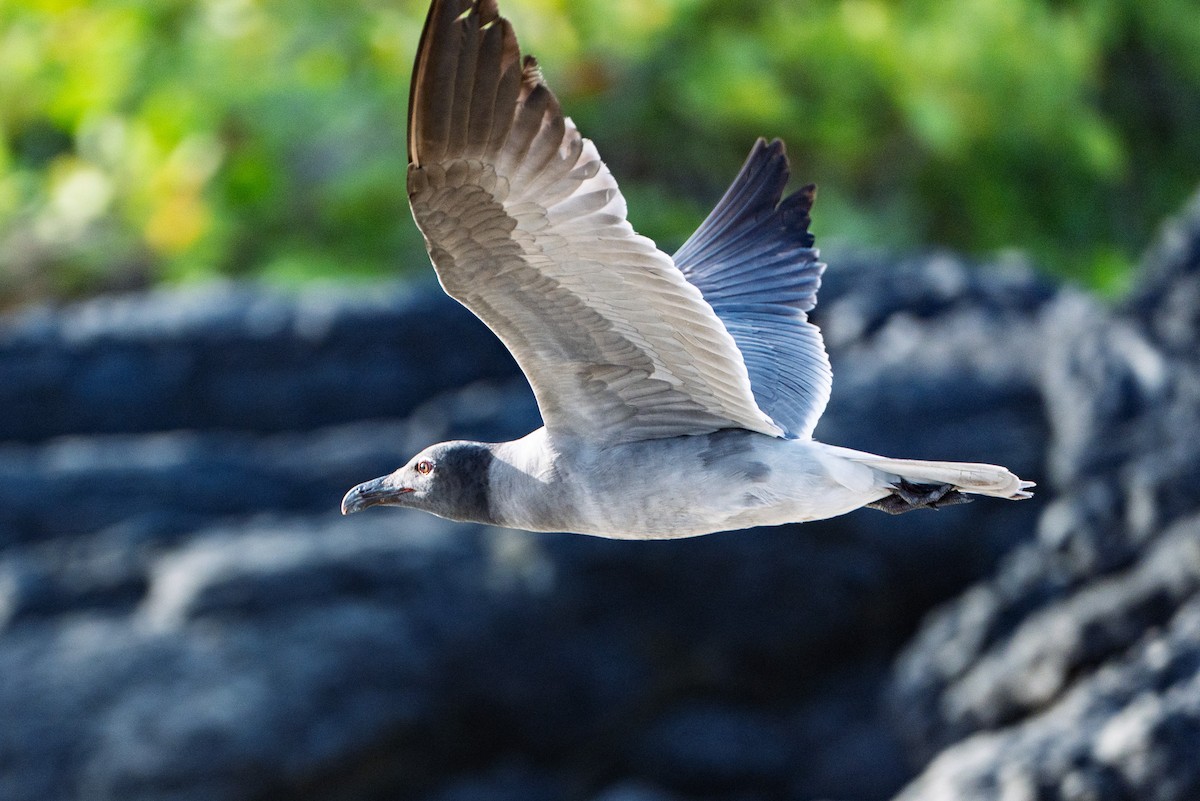Lava Gull - ML641507354