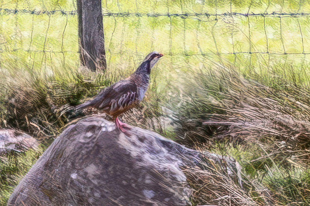 rødhøne - ML641507399
