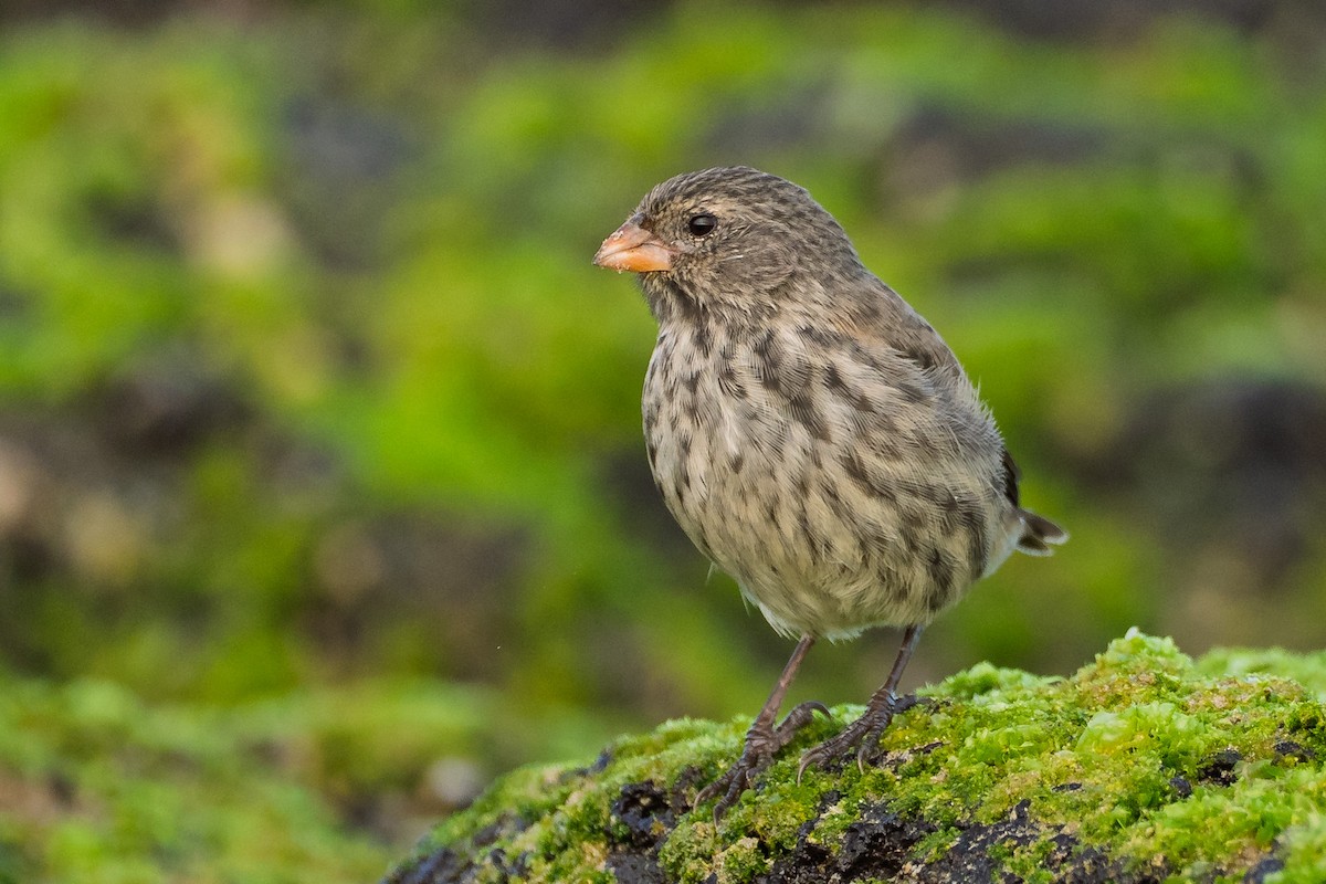 Small Ground-Finch - ML641507423