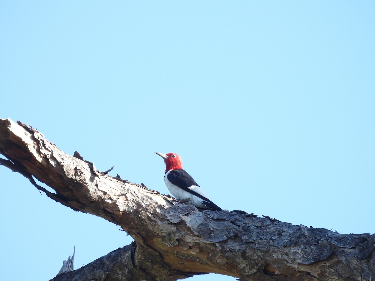Red-headed Woodpecker - ML641507426