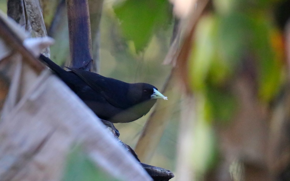 Solitary Black Cacique - ML641507428