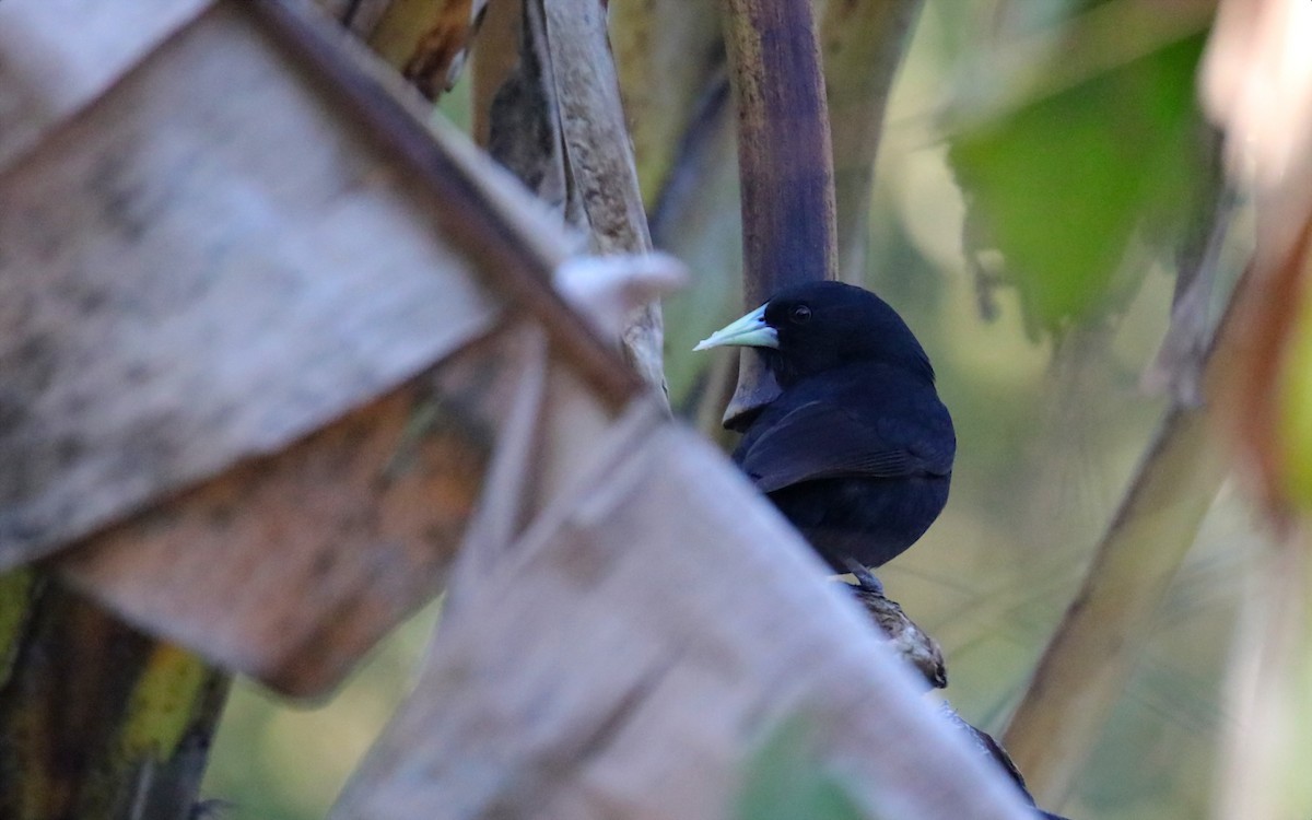 Solitary Black Cacique - ML641507429
