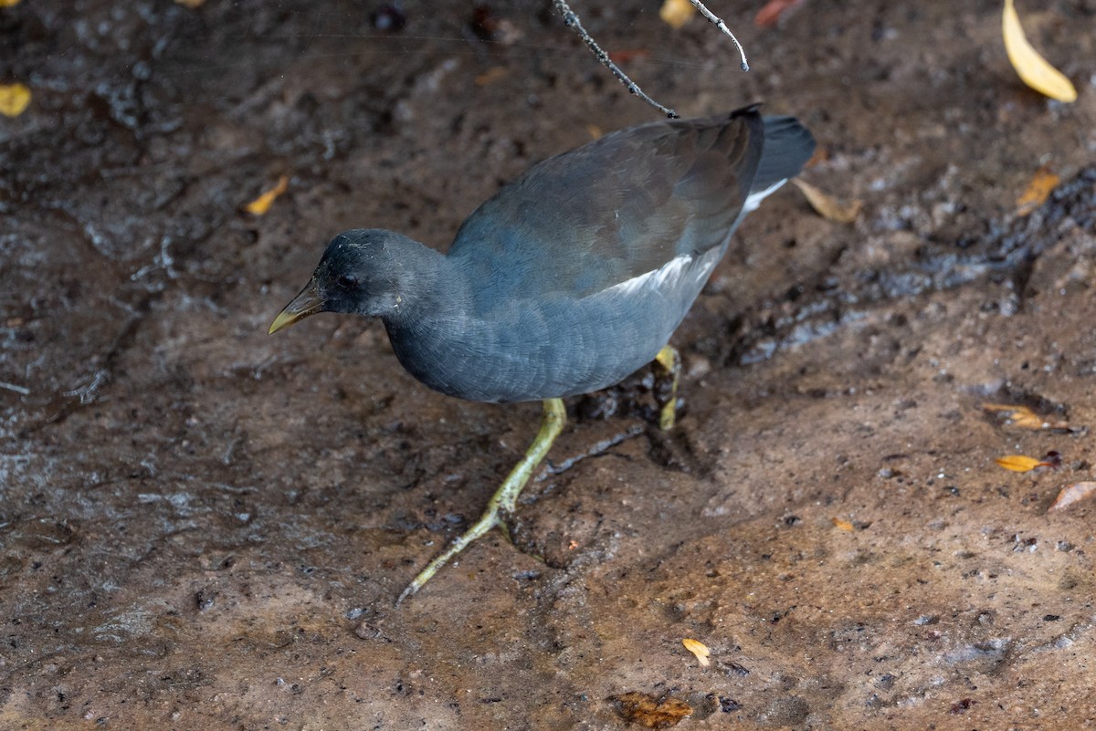 Uroilo amerikarra - ML641507431