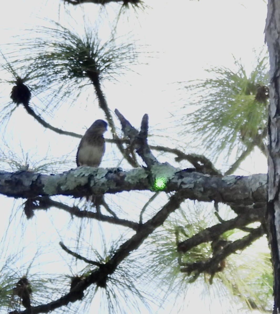 Bachman's Sparrow - ML641507433