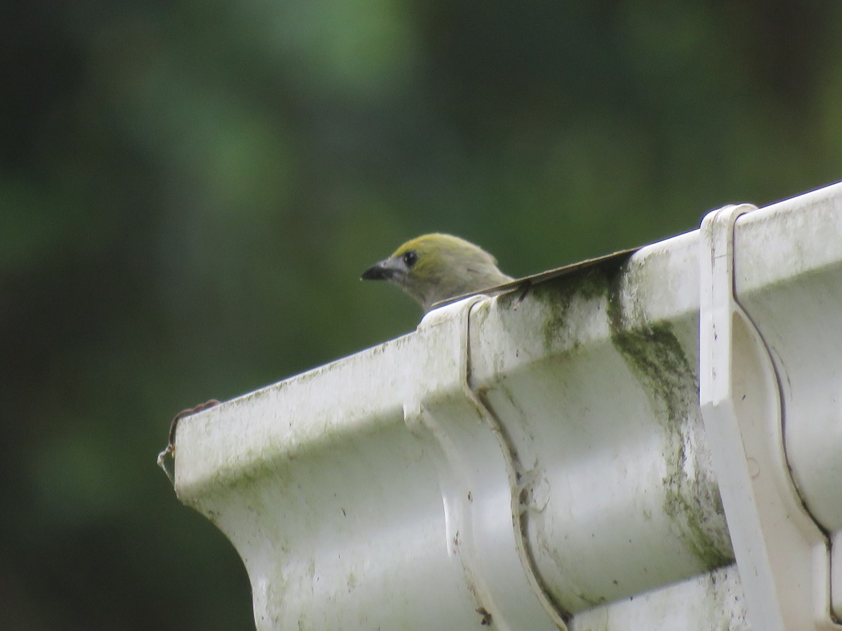 Palm Tanager - ML641507448
