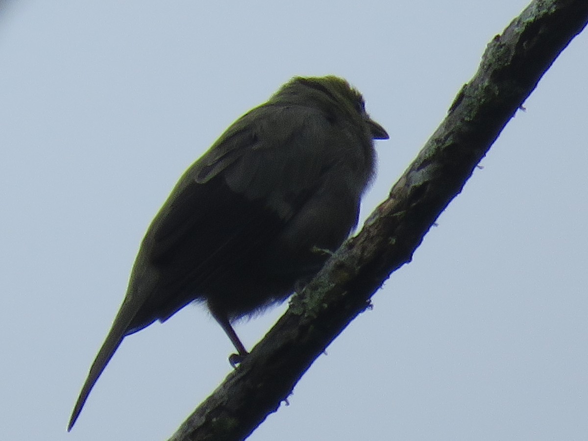 Palm Tanager - ML641507449