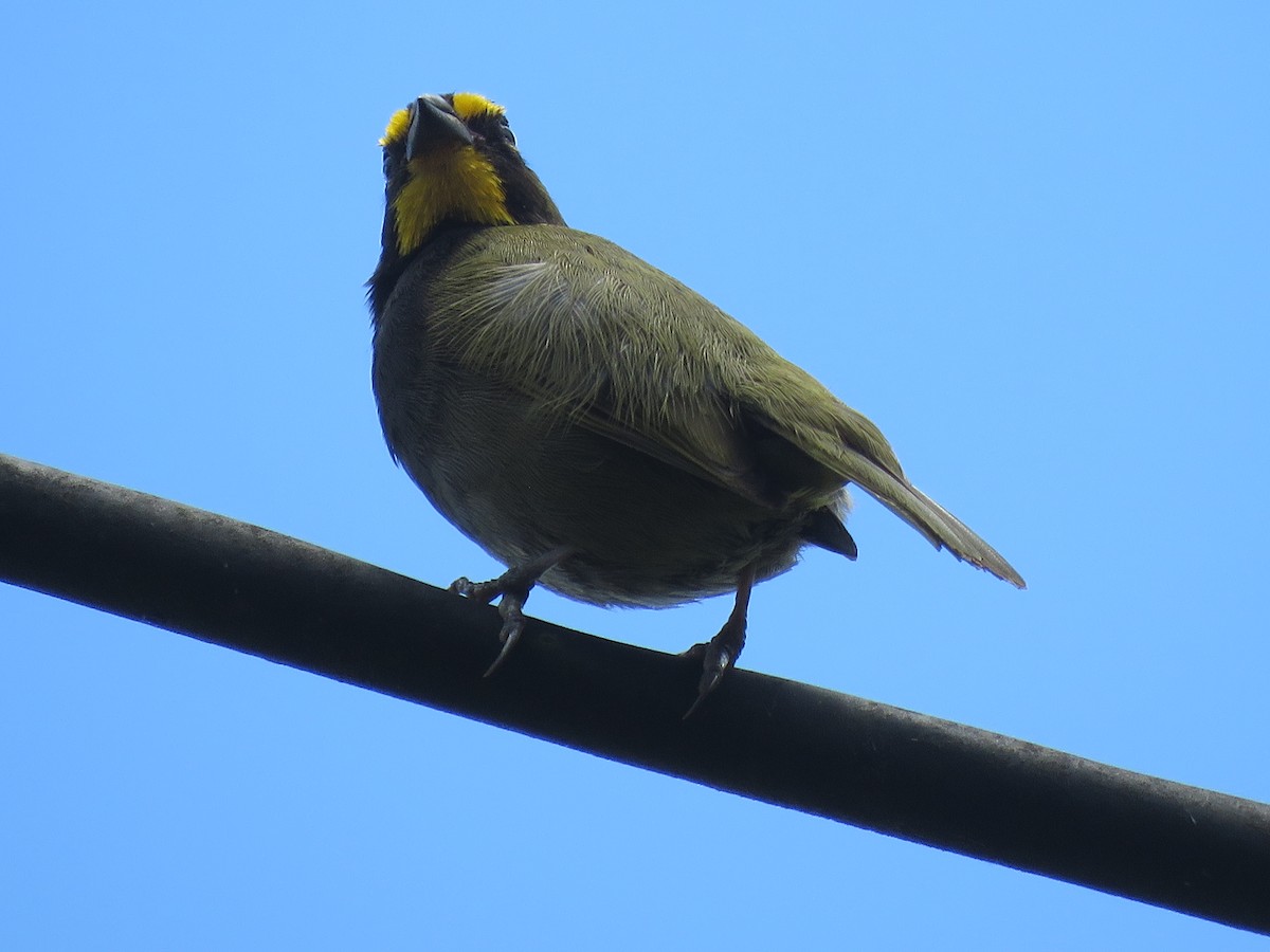 Yellow-faced Grassquit - ML641507453
