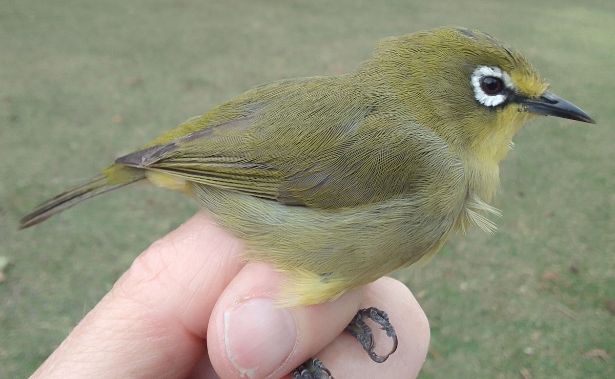 Cape White-eye - ML641507458