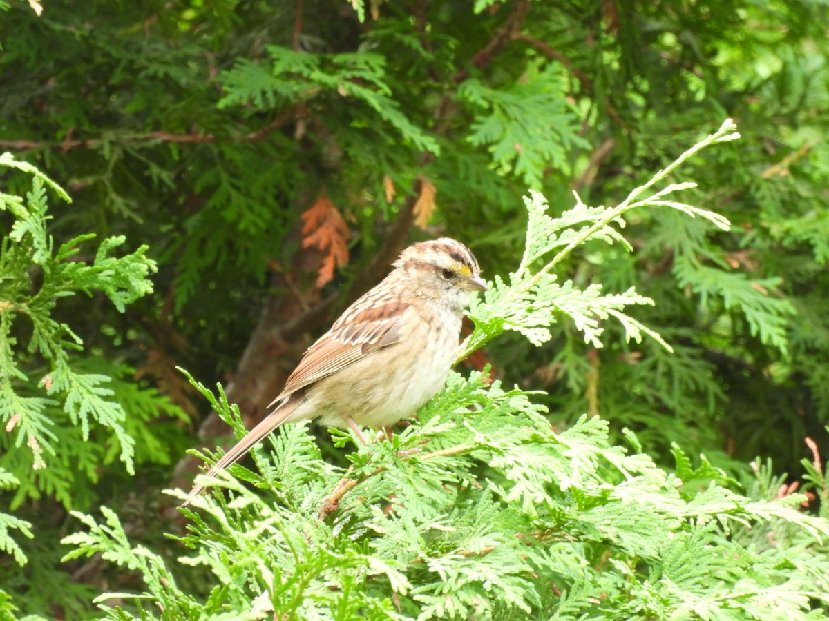 White-throated Sparrow - ML641507465