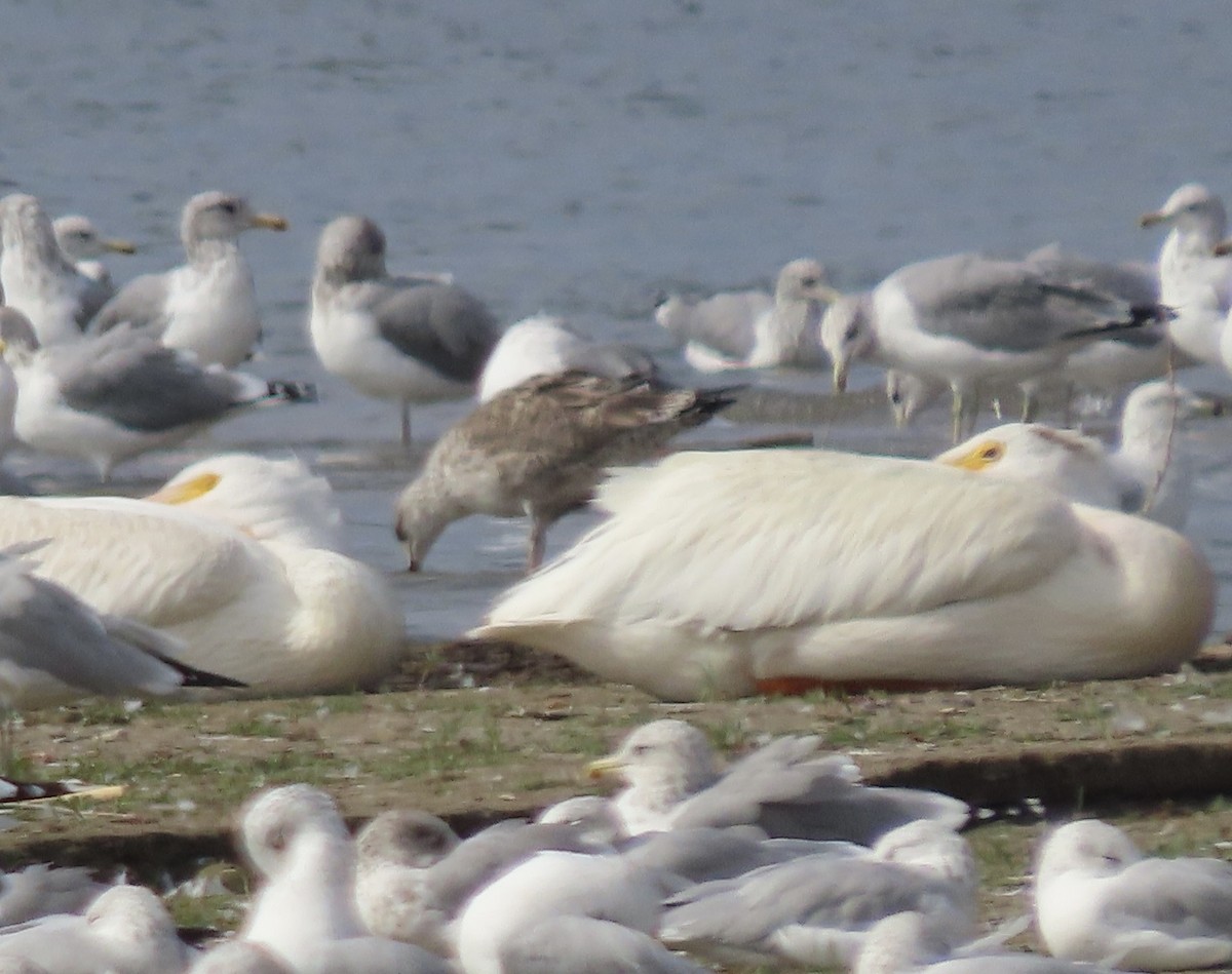 California Gull - ML641507466