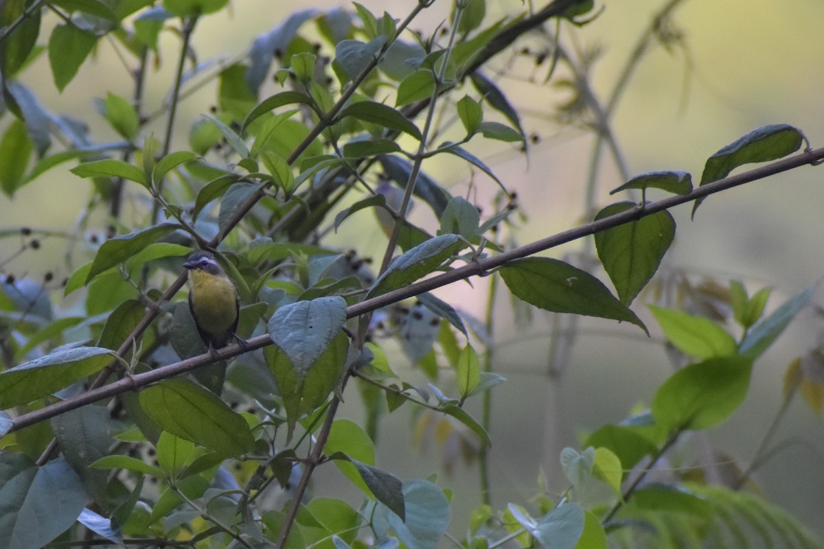 Yellow-bellied Tyrannulet - ML641507473