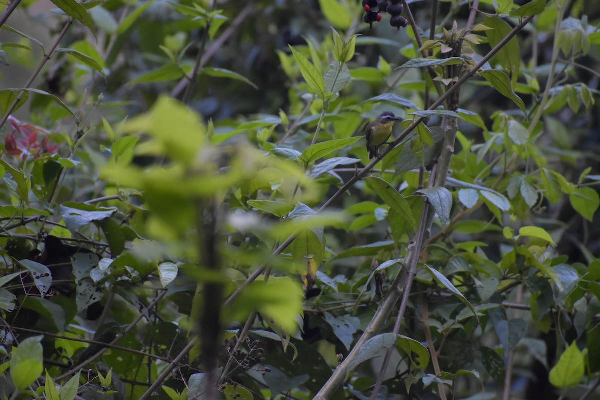 Yellow-bellied Tyrannulet - ML641507474