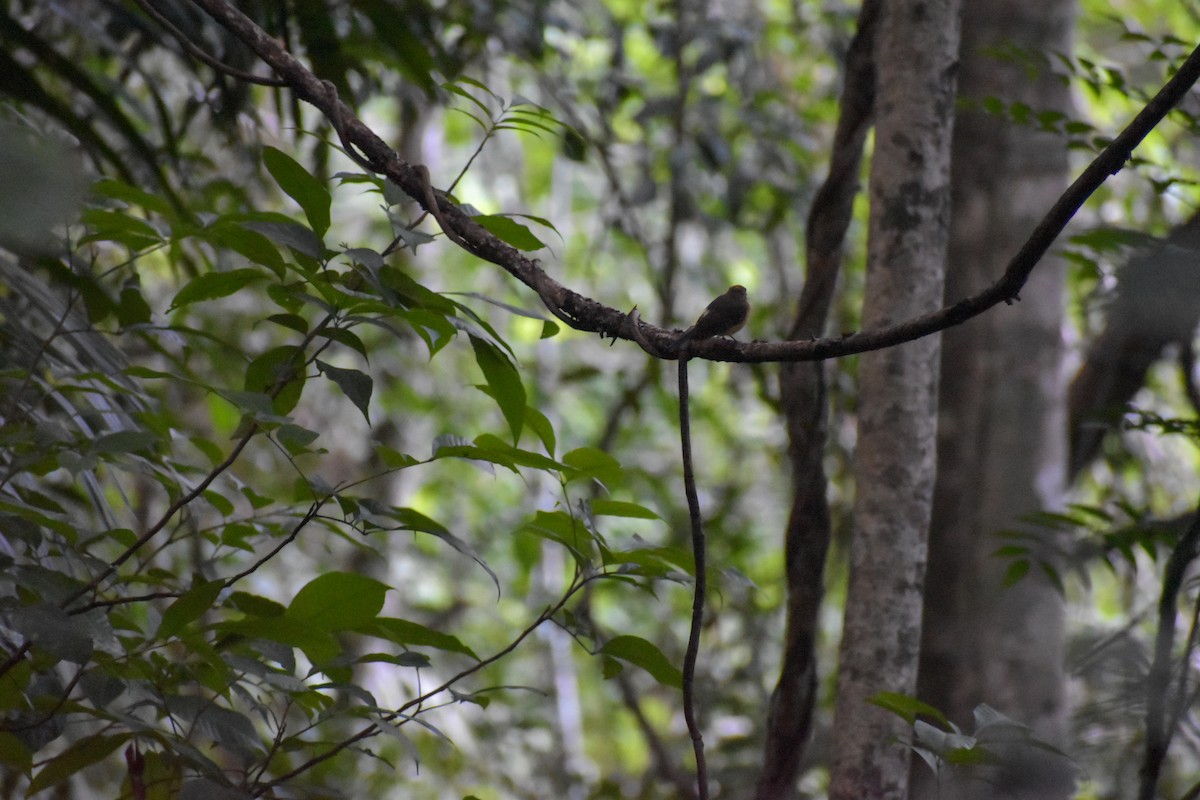 Yellow-bellied Tyrannulet - ML641507475