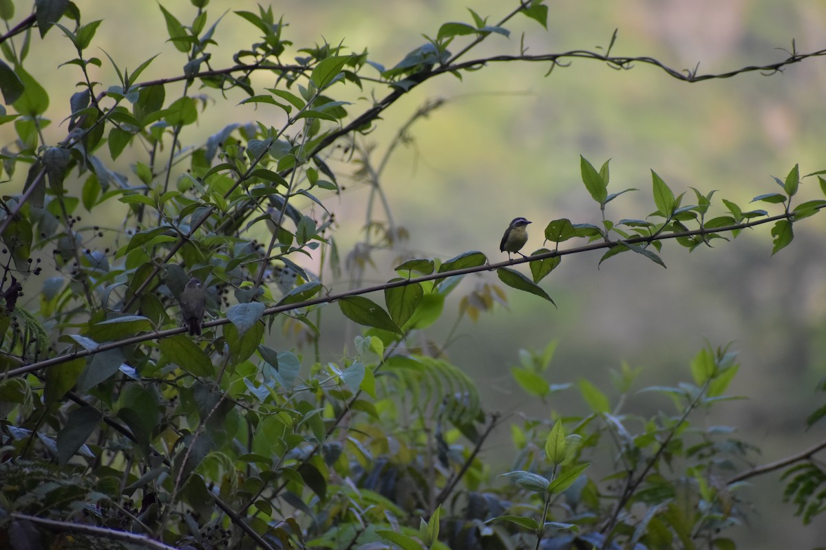 Yellow-bellied Tyrannulet - ML641507476