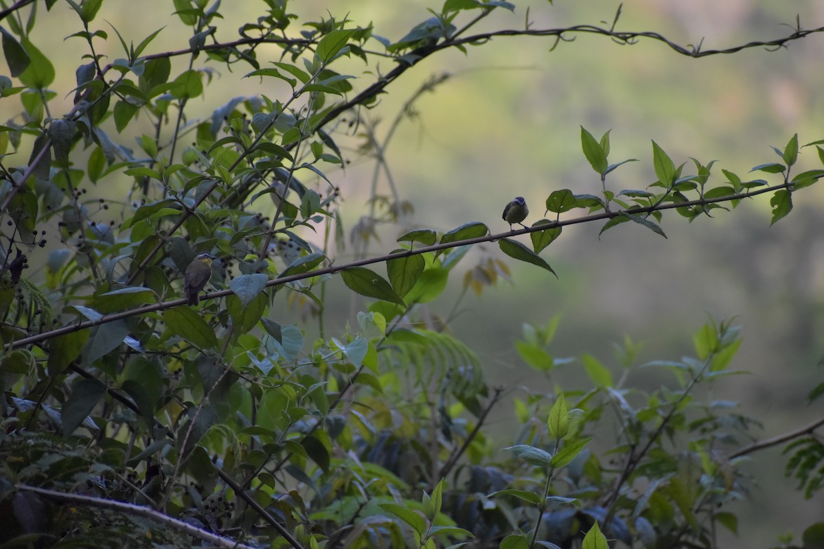 Yellow-bellied Tyrannulet - ML641507477