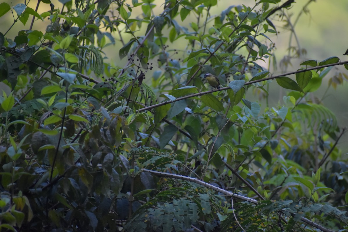 Yellow-bellied Tyrannulet - ML641507480