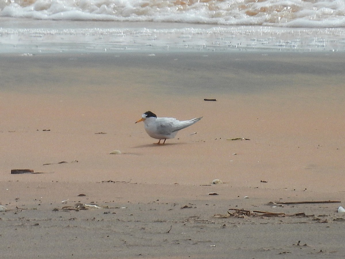 Australian Fairy Tern - ML641507519