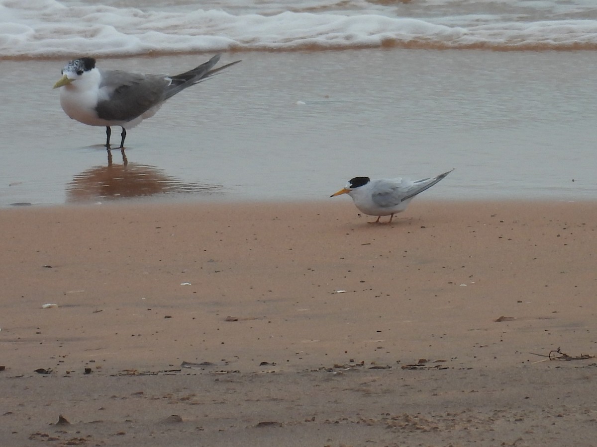 Australian Fairy Tern - ML641507520