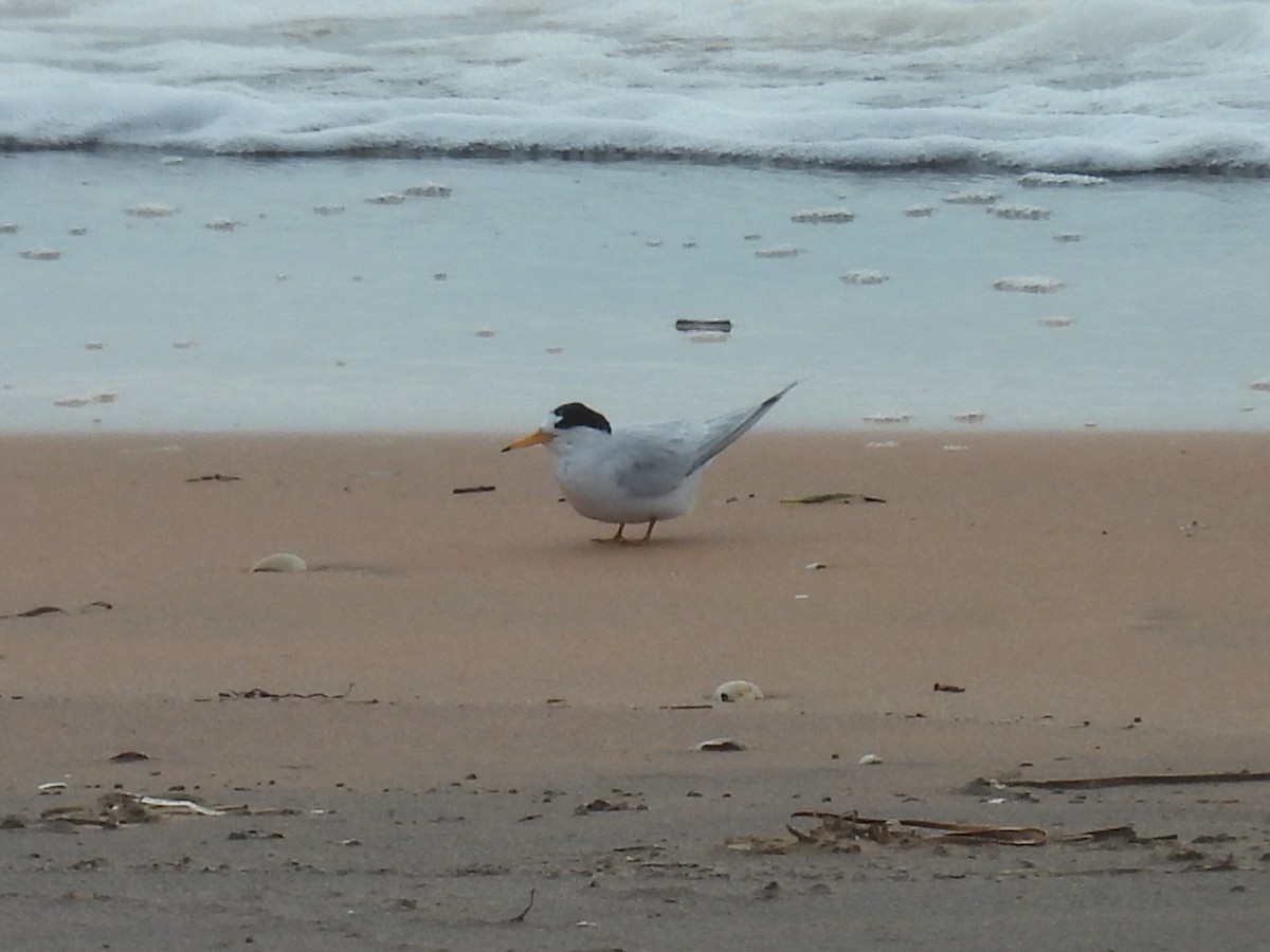 Australian Fairy Tern - ML641507521