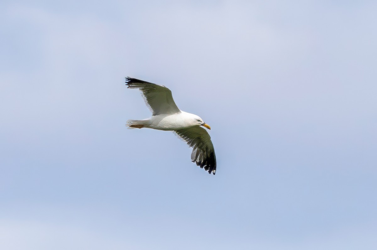 Common Gull - ML641507579