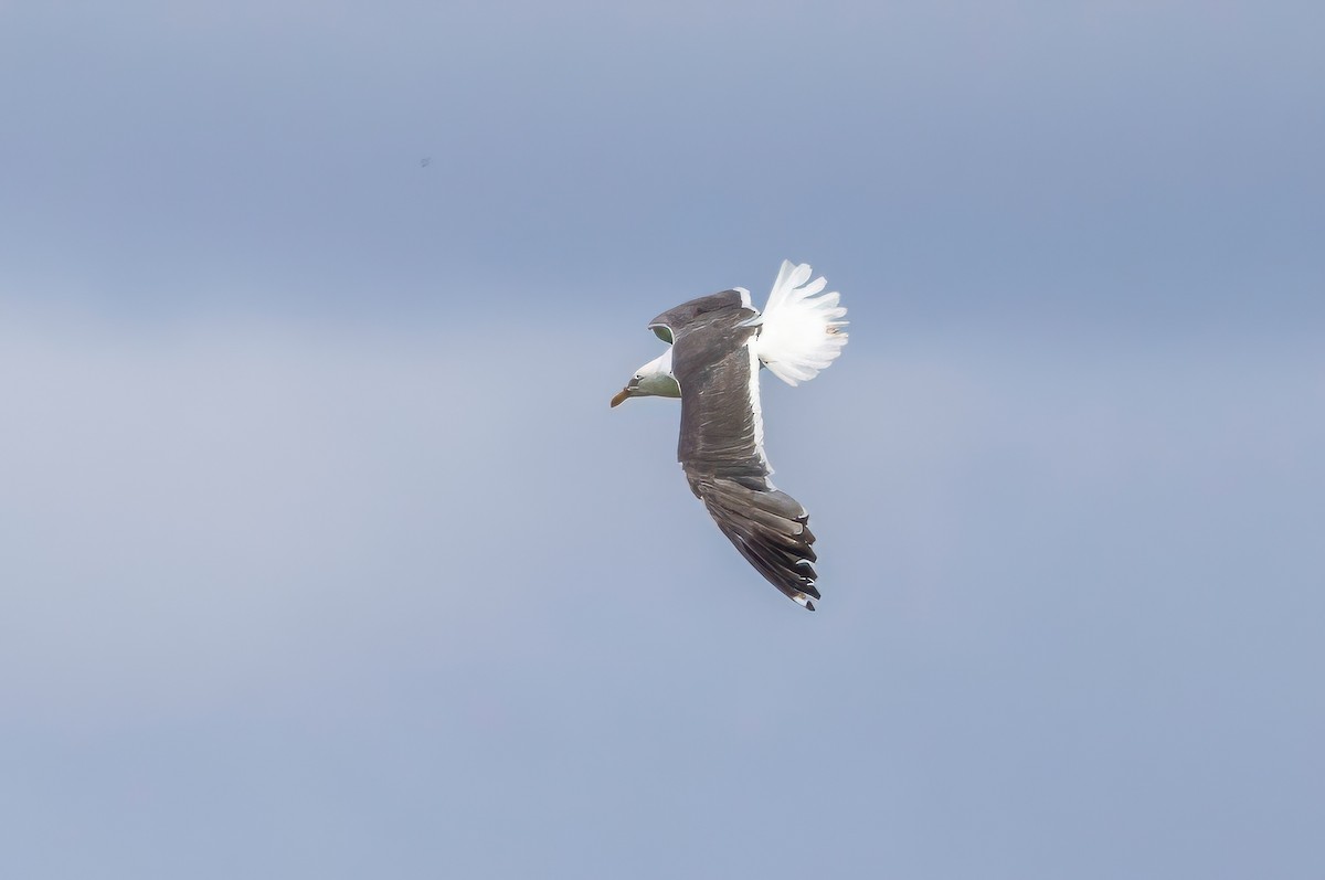 Common Gull - ML641507587