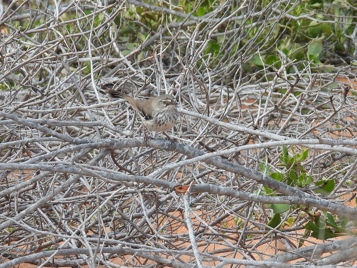 Spotted Scrubwren - ML641507613