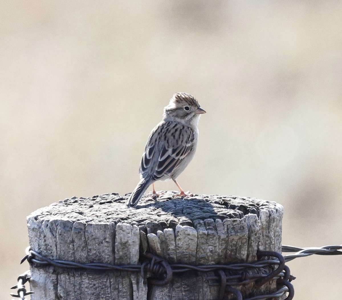 Brewer's Sparrow - ML641507623