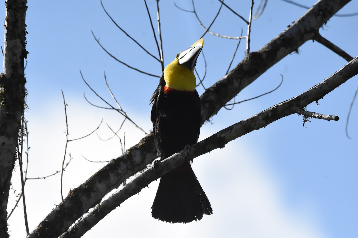 Choco Toucan - ML641507646