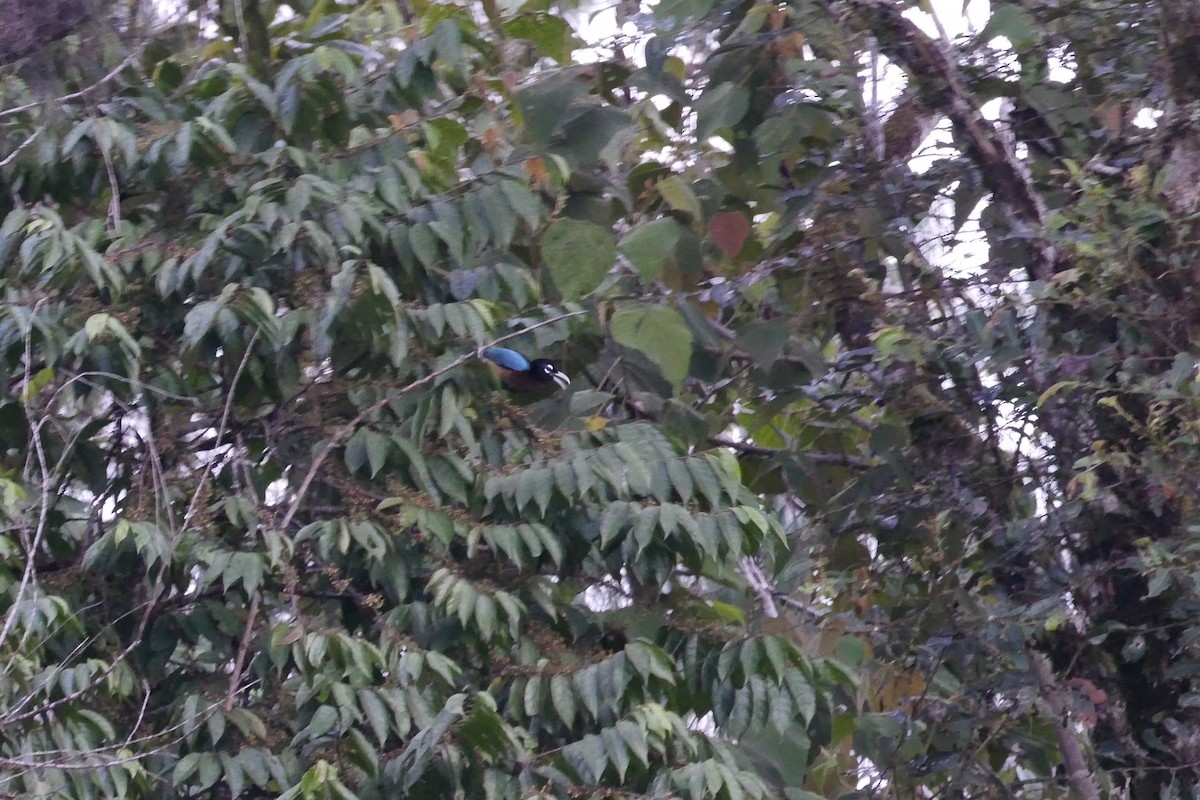 Blue Bird-of-Paradise - ML641507654