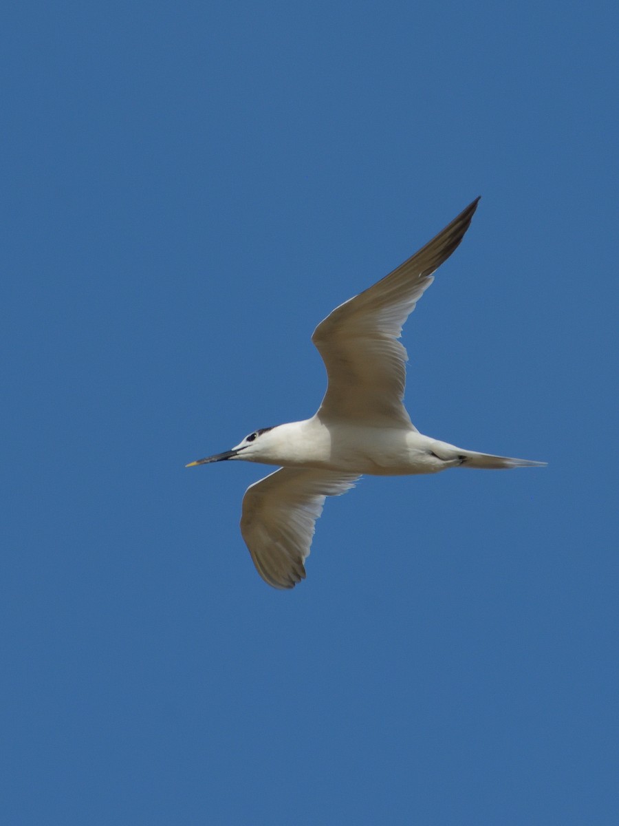 Sandwich Tern - ML641507687