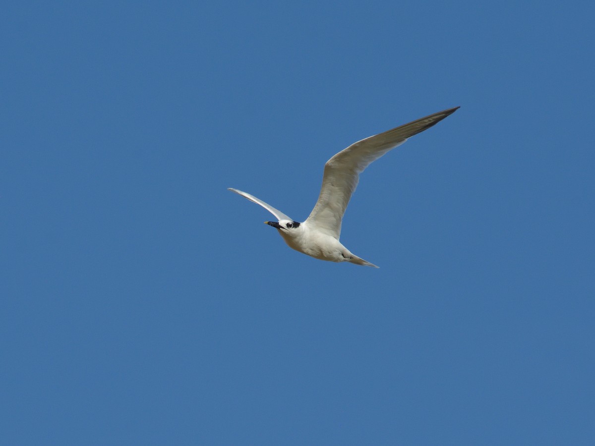 Sandwich Tern - ML641507688
