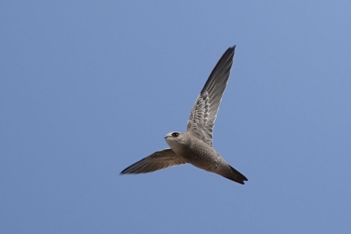Bradfield's Swift - ML641507708