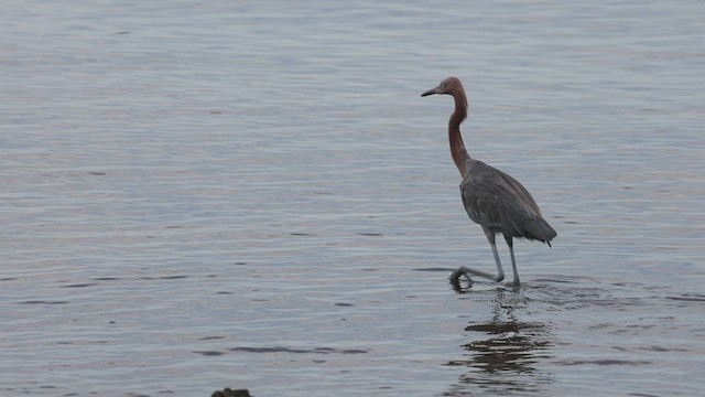 Reddish Egret - ML641507769