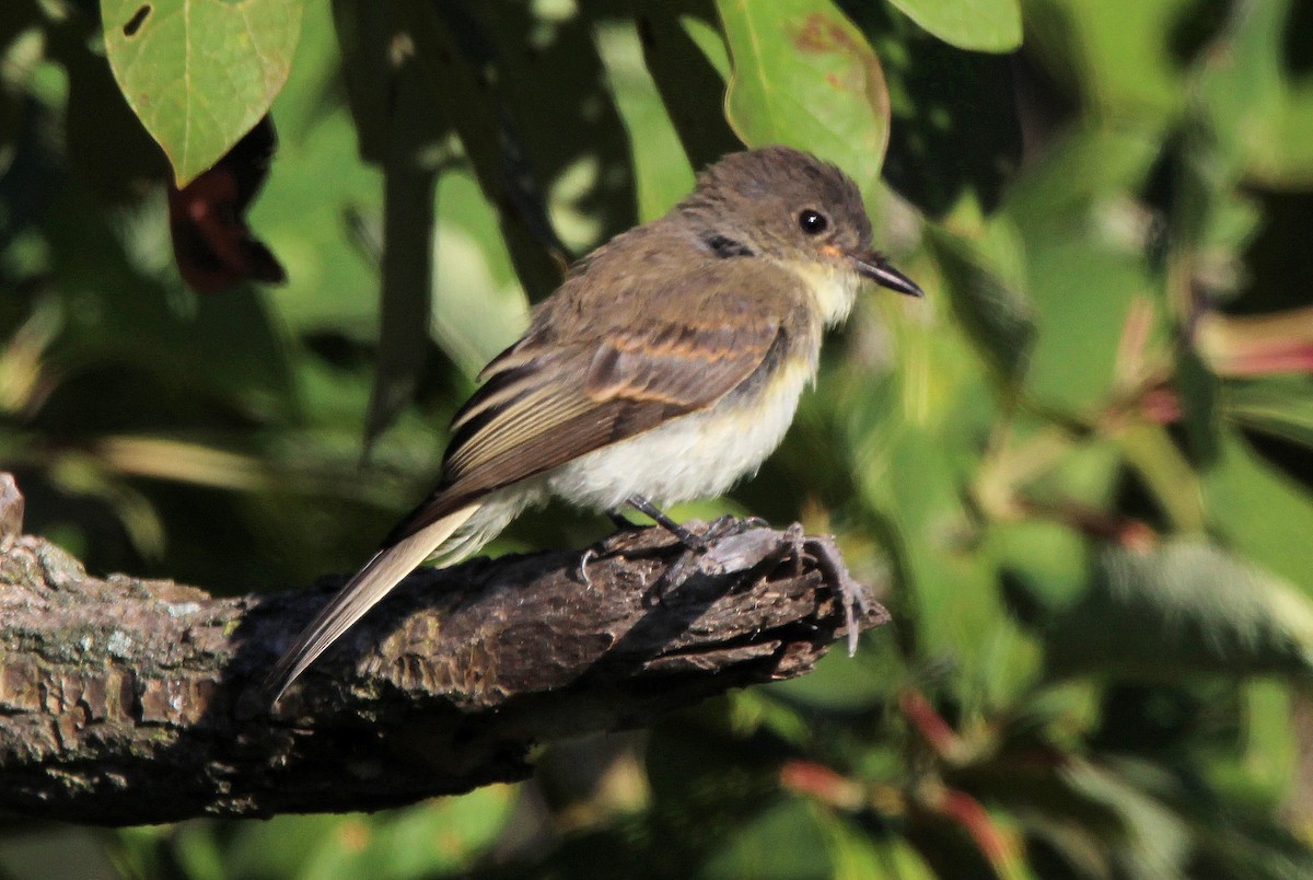 Eastern Phoebe - ML641507773