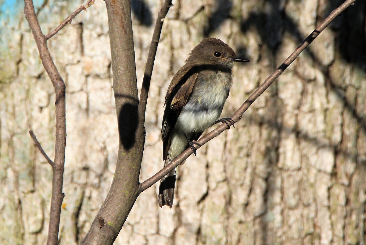 Eastern Phoebe - ML641507774