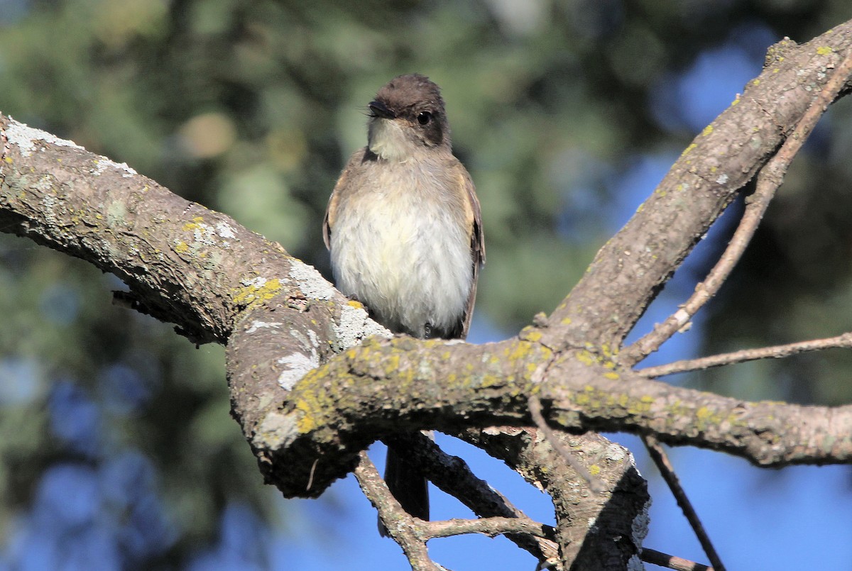 Eastern Phoebe - ML641507775