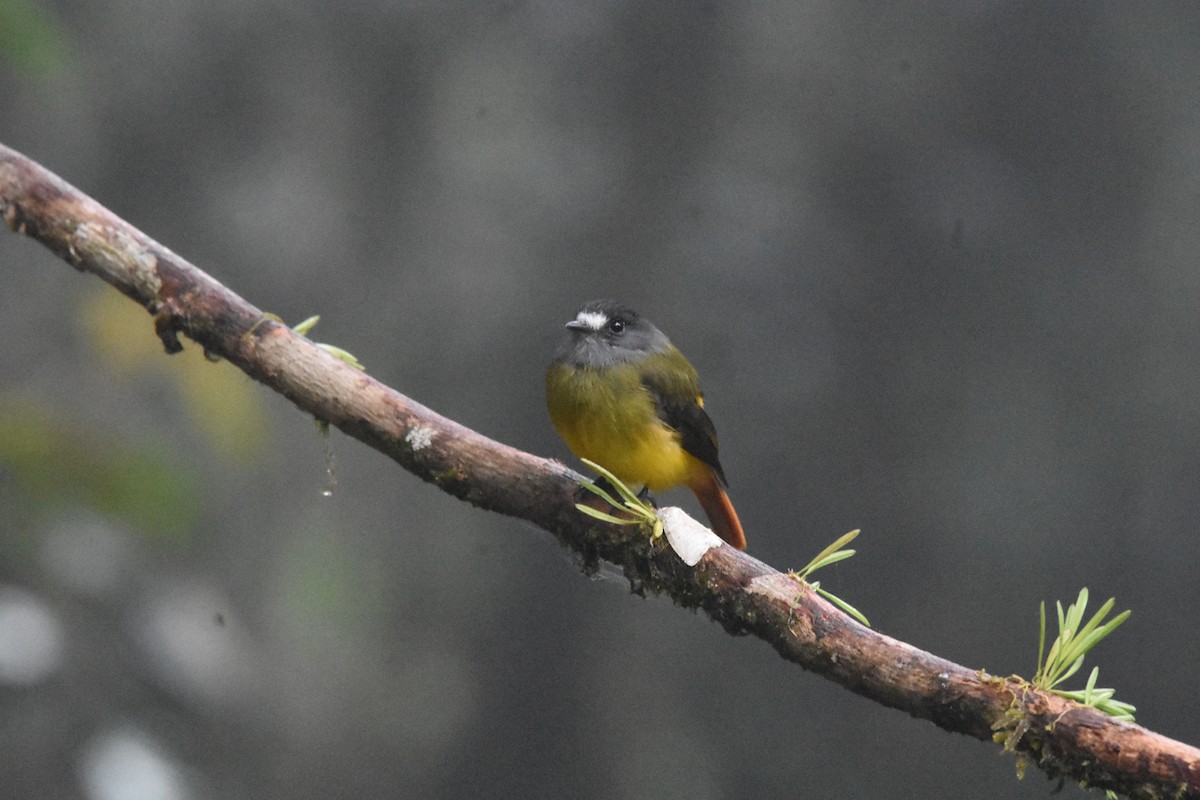 Ornate Flycatcher - ML641507785