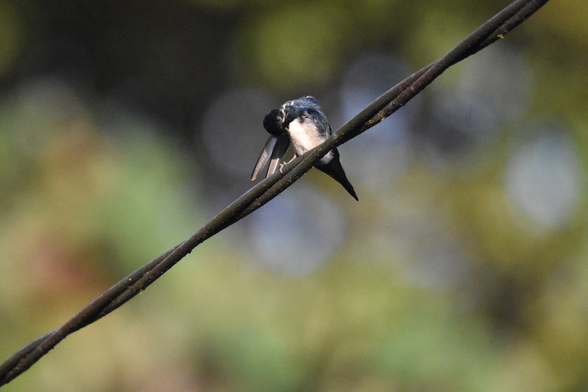Blue-and-white Swallow - ML641507794