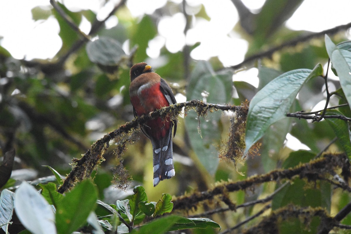 Masked Trogon - ML641507818