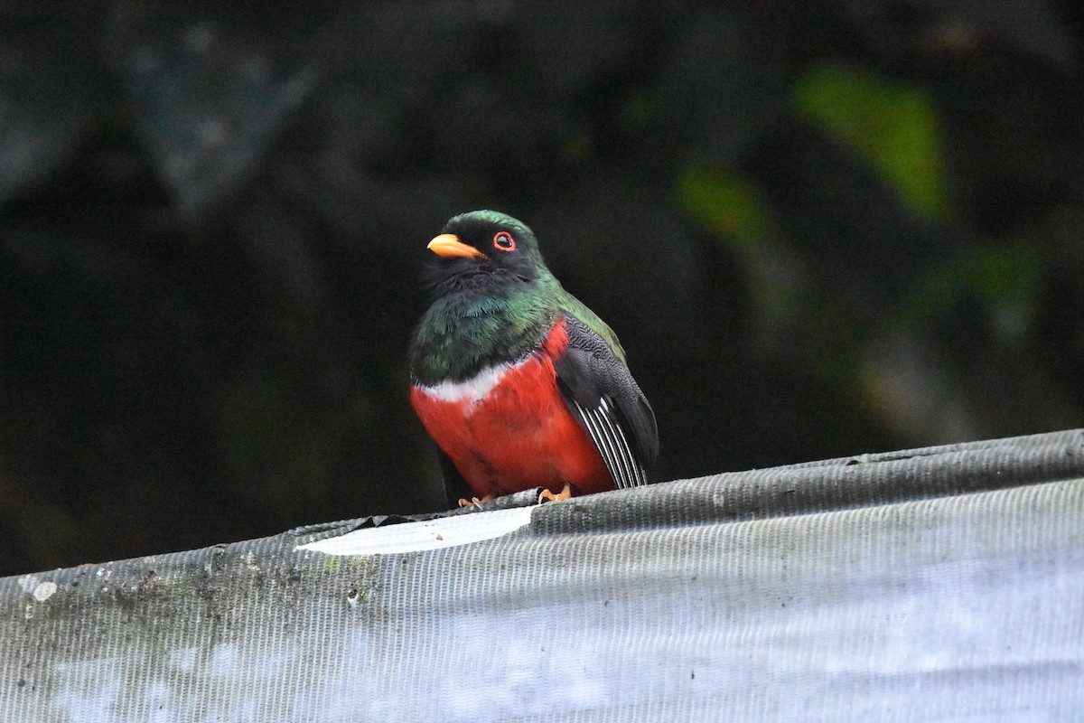 Masked Trogon - ML641507819