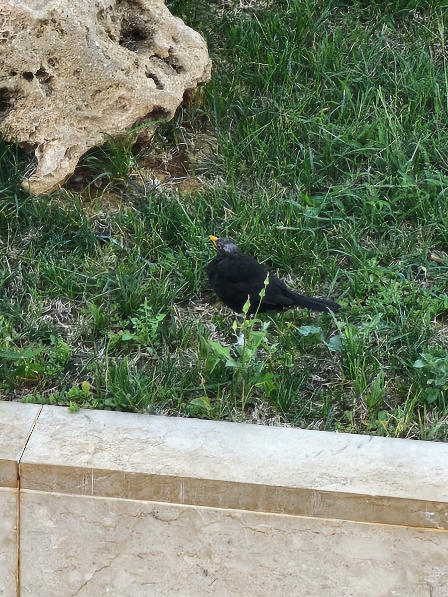 ニシクロウタドリ - ML641507849