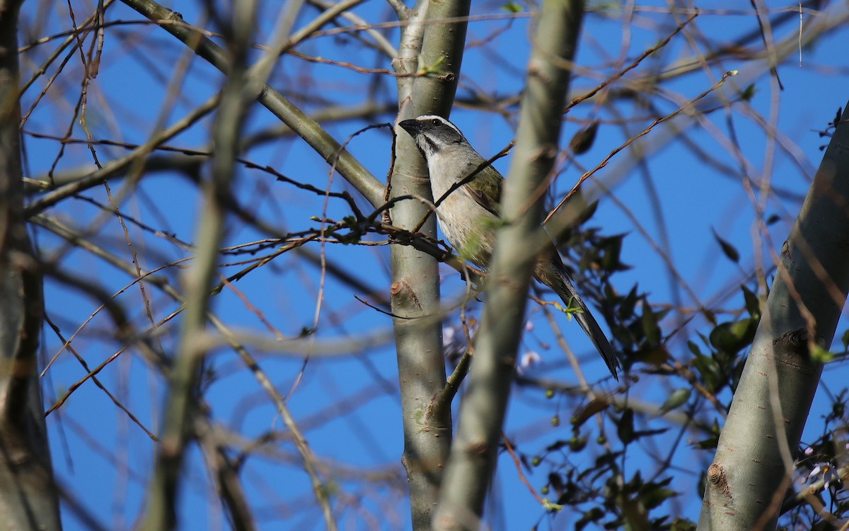 Green-winged Saltator - ML641507910