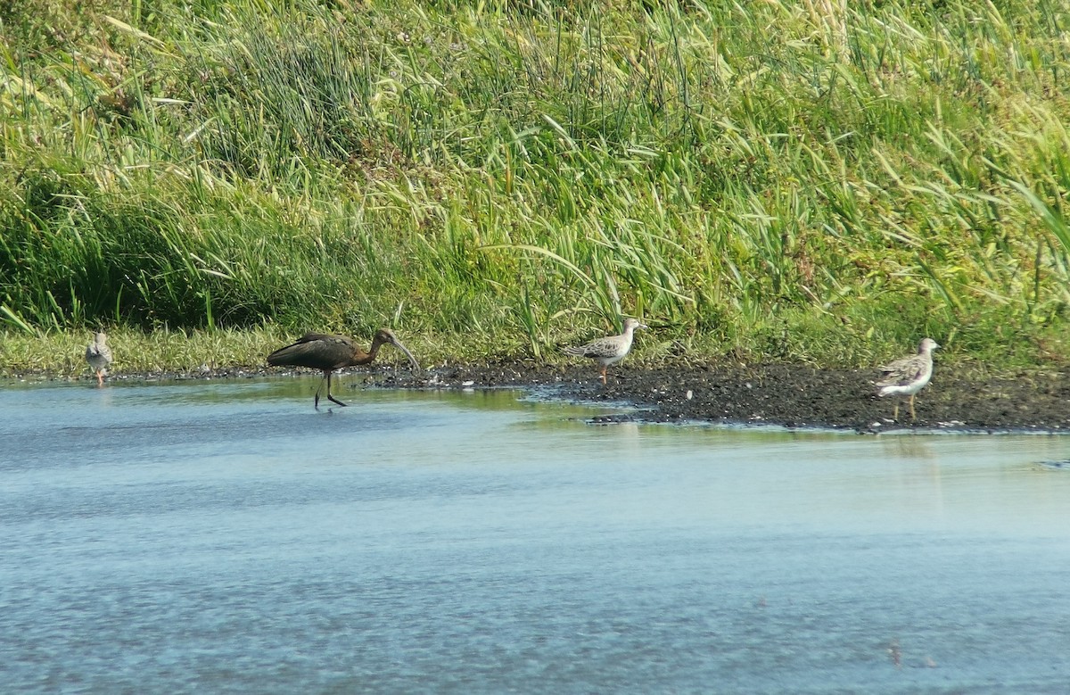 Glossy Ibis - ML641507914