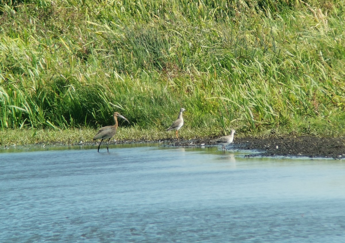 Glossy Ibis - ML641507915