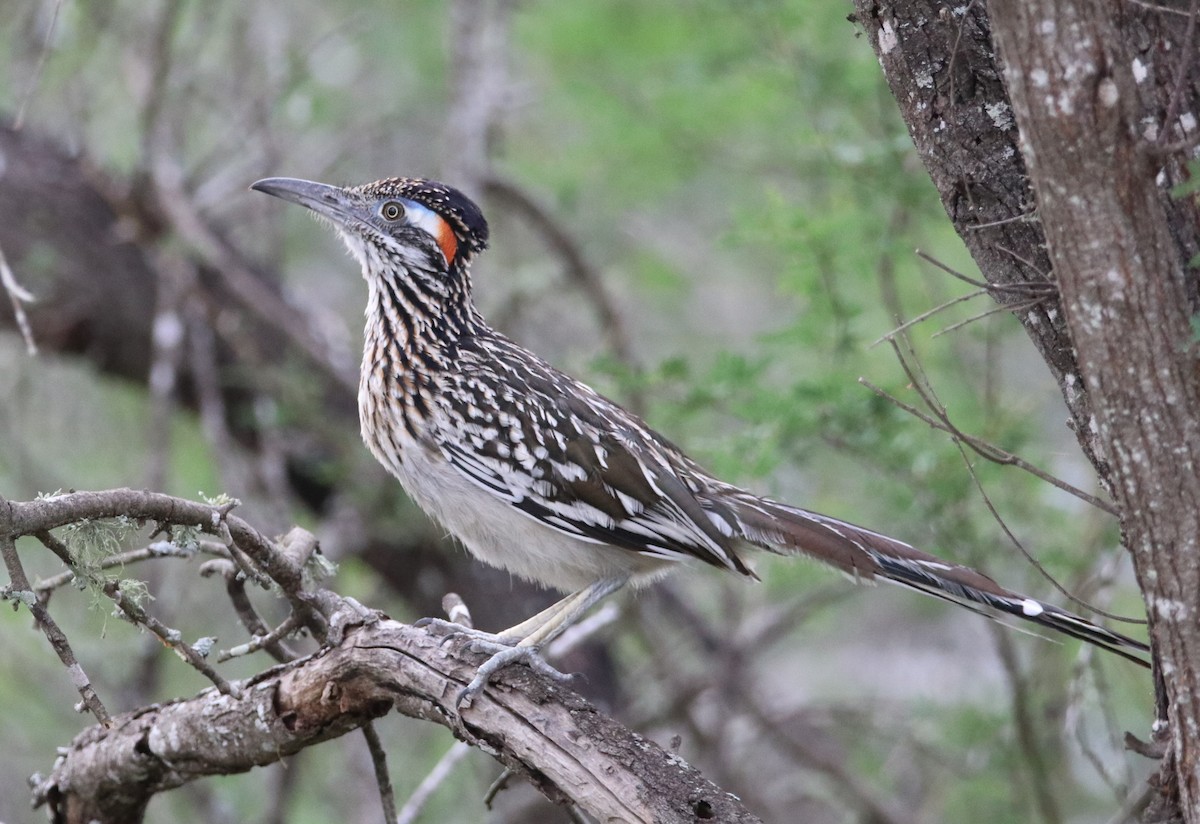 Greater Roadrunner - ML641507922