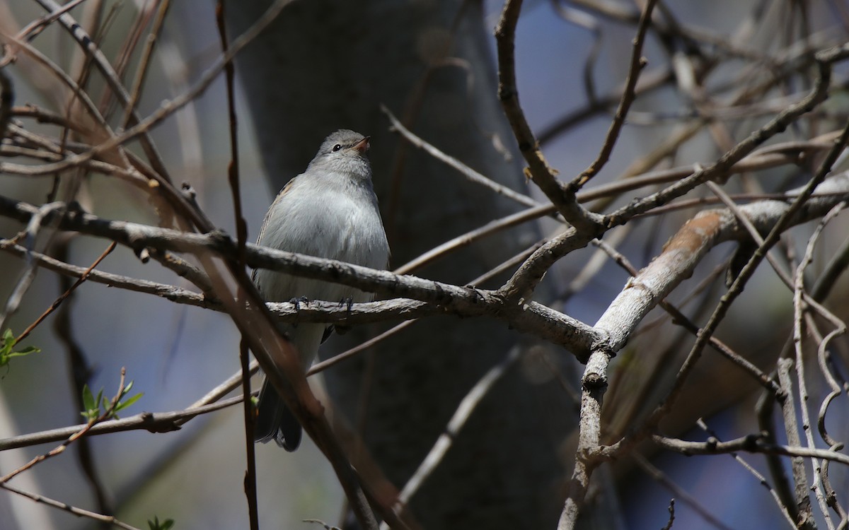 Southern Beardless-Tyrannulet - ML641507937