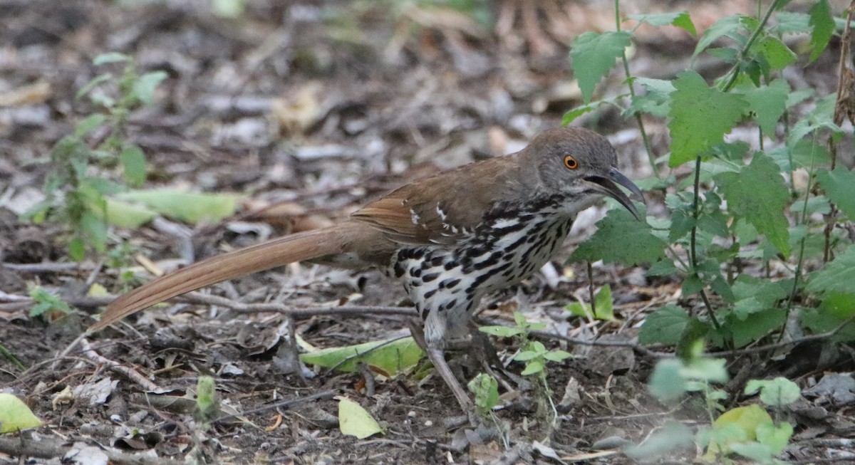 Long-billed Thrasher - ML641507940