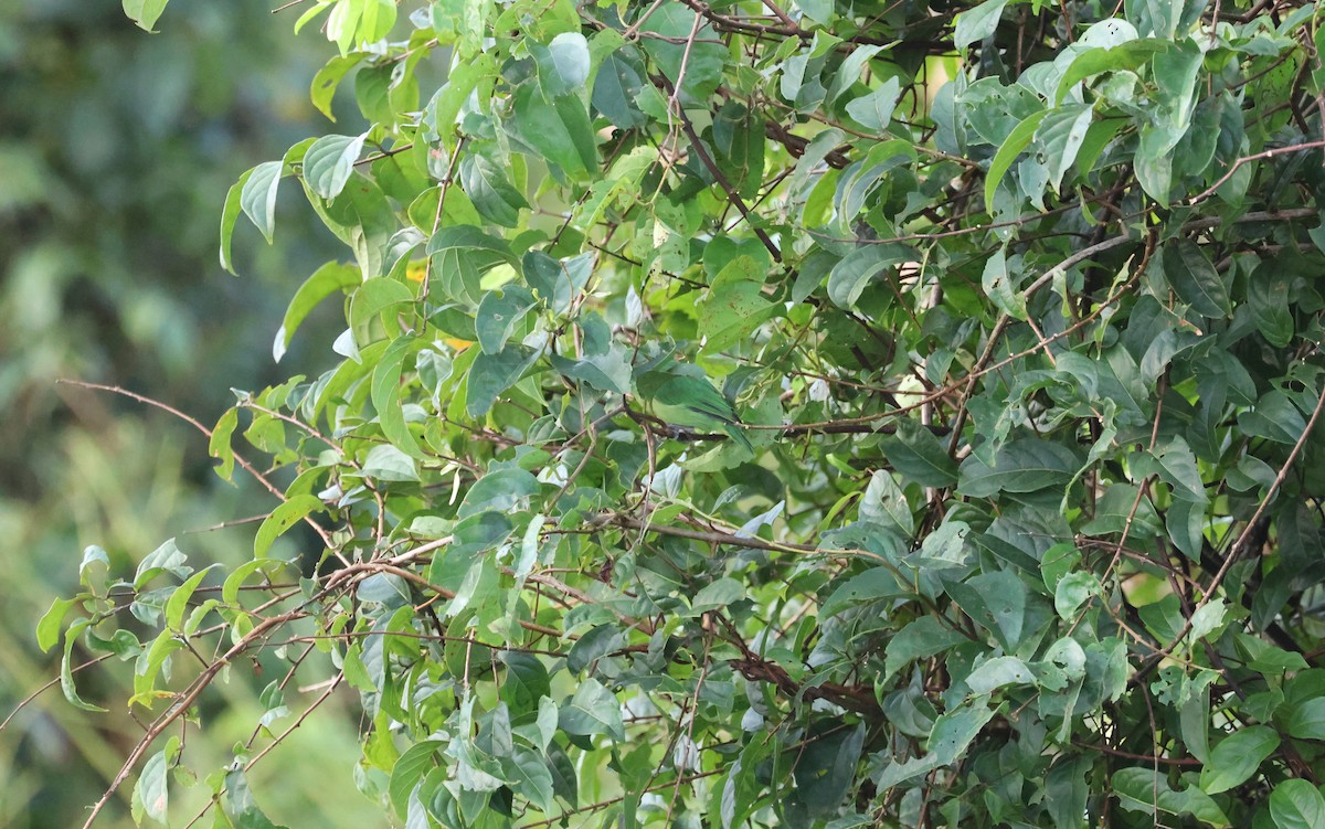 Green Shrike-Vireo - ML641507941